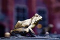 A frog by the fountain `rafter monument` pomnik flisaka in the old town Torun