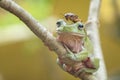 Frog and friend Royalty Free Stock Photo