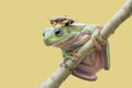 Frog and friend Royalty Free Stock Photo