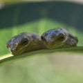 Frog friends on a leaf Royalty Free Stock Photo