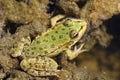 Frog At A Frog Farm Royalty Free Stock Photo