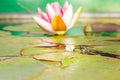 Frog. The frog looks out of water in a pond near a lily flower. Wildlife concept Royalty Free Stock Photo