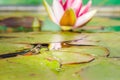 Frog. The frog looks out of water in a pond near a lily flower. Wildlife concept Royalty Free Stock Photo