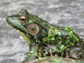 Frog Royalty Free Stock Photo