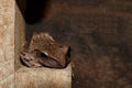 Frog, Frogs are amphibian vertebrates animals, Frogs Lying on the old wooden wall, Polypedates leucomystax Royalty Free Stock Photo