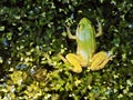 frog Royalty Free Stock Photo