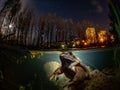 A frog at night with city lights and the moon in the background Royalty Free Stock Photo