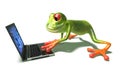 Frog in front of a laptop