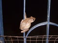 Frog on a gate