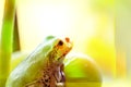 Frog on a grape .The frog looks towards light Royalty Free Stock Photo