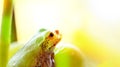 Frog on a grape .The frog looks towards light Royalty Free Stock Photo