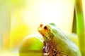 Frog on a grape .The frog looks towards light Royalty Free Stock Photo