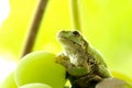 Frog on a grape .The frog looks towards light Royalty Free Stock Photo