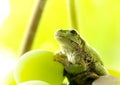 Frog on a grape .The frog looks towards light Royalty Free Stock Photo