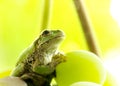 Frog on a grape .The frog looks towards light Royalty Free Stock Photo