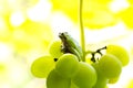 Frog on a grape .The frog looks towards light Royalty Free Stock Photo