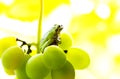 Frog on a grape .The frog looks towards light Royalty Free Stock Photo