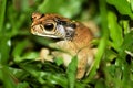 Frog in the grass