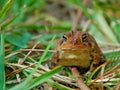 Frog in the Grass Royalty Free Stock Photo