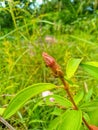 Frog grass flowers among the many grasses Royalty Free Stock Photo