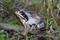 Frog on grass Royalty Free Stock Photo
