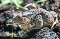 Frog Royalty Free Stock Photo