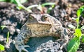 Frog Royalty Free Stock Photo