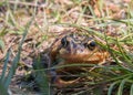 Frog in the grass Royalty Free Stock Photo