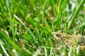 A frog in the grass. Side shot, sharp eye, green grass vegetation herbal background Royalty Free Stock Photo