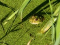 Frog in green duckweed Royalty Free Stock Photo