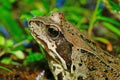 A frog in green grass,