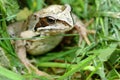 Frog in green grass Royalty Free Stock Photo