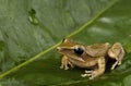 Frog on green leaf. Royalty Free Stock Photo