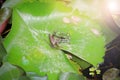 Frog on green lotus leaves Royalty Free Stock Photo