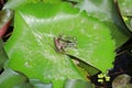 Frog on green lotus leaves Royalty Free Stock Photo