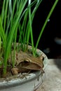 Frog in green nature. Vintage nature view.