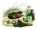 Frog, The green queen, vintage engraving