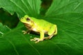 Frog on a green sheet