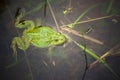 Frog, green toad in the water. Royalty Free Stock Photo