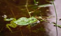 Frog, green toad in the water. Royalty Free Stock Photo