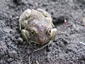 The frog on the ground Royalty Free Stock Photo