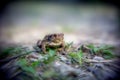Frog on the ground, between the leaves. Common toad in the natural environment. Bufo bufo. Royalty Free Stock Photo