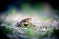 Frog on the ground, between the leaves. Common toad in the natural environment. Bufo bufo. Royalty Free Stock Photo