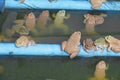 Frog group of in the farm Royalty Free Stock Photo