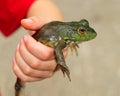 Frog in hand Royalty Free Stock Photo