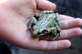 The frog and the hand Royalty Free Stock Photo