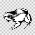 Frog hand drawing, black sketch animal on a transparent background. Vector illustration