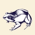 Frog hand-drawing, sketch Royalty Free Stock Photo