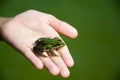 Frog on hand in pond Royalty Free Stock Photo