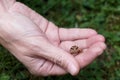 Frog in hand